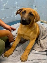 Orphan Puppies Need Forever Homes in Vacaville, California