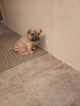 Adorable Sharpai Figurine in Alamogordo, New Mexico