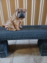 Dog lovers in Alamogordo, New Mexico