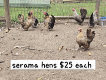 6 serama hens in Fort Polk, Louisiana