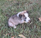 Free Puppies in Fort Polk, Louisiana
