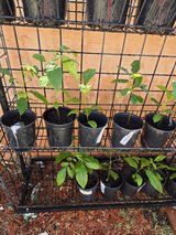 **YOUNG PECAN TREES** in Alamogordo, New Mexico