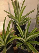 **PINEAPPLE PLANTS LIVE** in Alamogordo, New Mexico