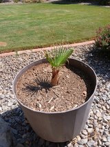Baby Fan Palm Tree in Alamogordo, New Mexico