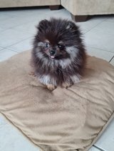 Sweet Female miniature Pomeranian puppy in Ramstein, Germany
