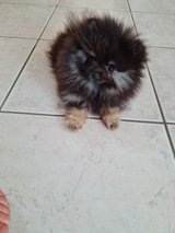 Miniature female Pomeranian in Black and Tan is looking for a new home in Ramstein, Germany