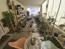 PLANTS / TREES SALE THU-SUN 6-9 AUG 7AM - NOON - $7 (Yucca Valley) in Yucca Valley, California