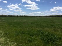 Horse Wanted in Rolla, Missouri