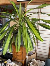 Plants for sale in Okinawa, Japan