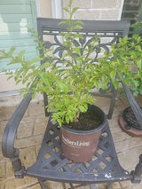 Duranta bush in Houston, Texas