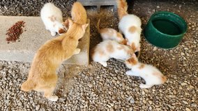 Free Kittens Free Cats in Fort Leonard Wood, Missouri