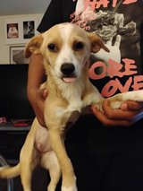 8Month old Deer Chihuahua Re-home Fee in Tacoma, Washington