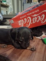 Mixed dachshund puppies in Camp Lejeune, North Carolina