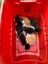 Free 6-week-old kittens in Fort Polk, Louisiana
