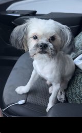 shih tzu in Beaufort, South Carolina