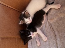 Free kittens in Leesville, Louisiana