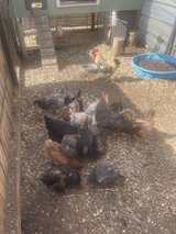 young hens for sale in Alamogordo, New Mexico