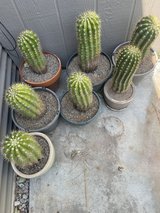 Argentine Saguro cactus in Alamogordo, New Mexico