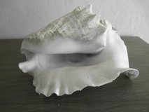 big vintage sea shell, slightly damaged in Stuttgart, GE