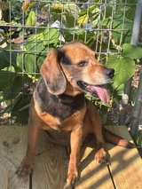 Free AKC Male Beagle in Fort Knox, Kentucky