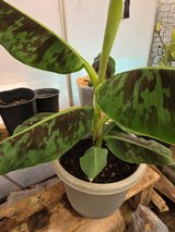 **BANANA CAVENDISH LIVE TREE** in Alamogordo, New Mexico