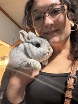 rehoming male rabbit in Camp Lejeune, North Carolina
