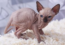 Male and Female Blue eyes Sphynx Kittens up and Read in Okinawa, Japan