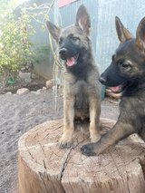 October Adoption in Alamogordo, New Mexico
