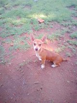 2 year old male chihuahua in Lawton, Oklahoma
