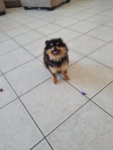 One-year-old female miniature Pomeranian in black and tan is looking for a new home in Ramstein, Germany