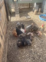 chickens in Alamogordo, New Mexico