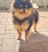 A 1-year-old female miniature Pomeranian (Black and Tan) is looking for a new home. in Ramstein, Germany