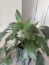 2 Large Indoor Houseplants in Modern Tall Planters (Peace Lily & Dracaena) in Wiesbaden, GE