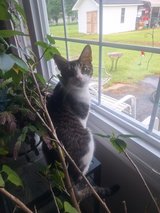 Free Adorable 1.5 year old Cat in Warner Robins, Georgia