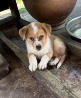FREE Puppies in Fort Polk, Louisiana
