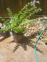 Duranta bush( 2 gallon) in Kingwood, Texas