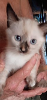 10 wk.old kittens rehoming in Yucca Valley, California