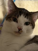 year old cat for rehousing in Lakenheath, UK