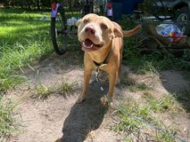 free dog in Fort Polk, Louisiana