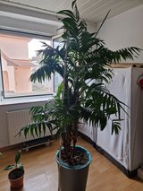 Beautiful Plant in Ramstein, Germany