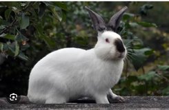 looking to buy pure  Californian buck in Fort Polk, Louisiana