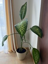 Beautiful houseplant in Ramstein, Germany