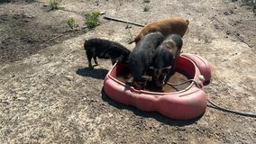 Pigs for sale in Fort Polk, Louisiana