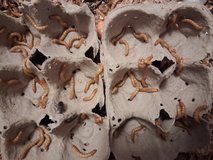 Mealworms in Alamogordo, New Mexico