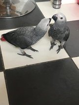 Gorgeous handreared tame baby African Greys in Joliet, Illinois