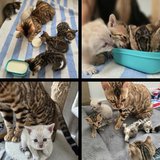 Kittens Looking for Loving Homes in Ramstein, Germany