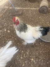 brahma rooster in Alamogordo, New Mexico