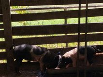 Female Pigs in Fort Polk, Louisiana