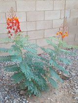 Baby Red Bird of Paradise Bush in Alamogordo, New Mexico