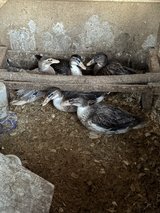 12 wk old Aussie Spotted Bantam drake ducklings in Rolla, Missouri